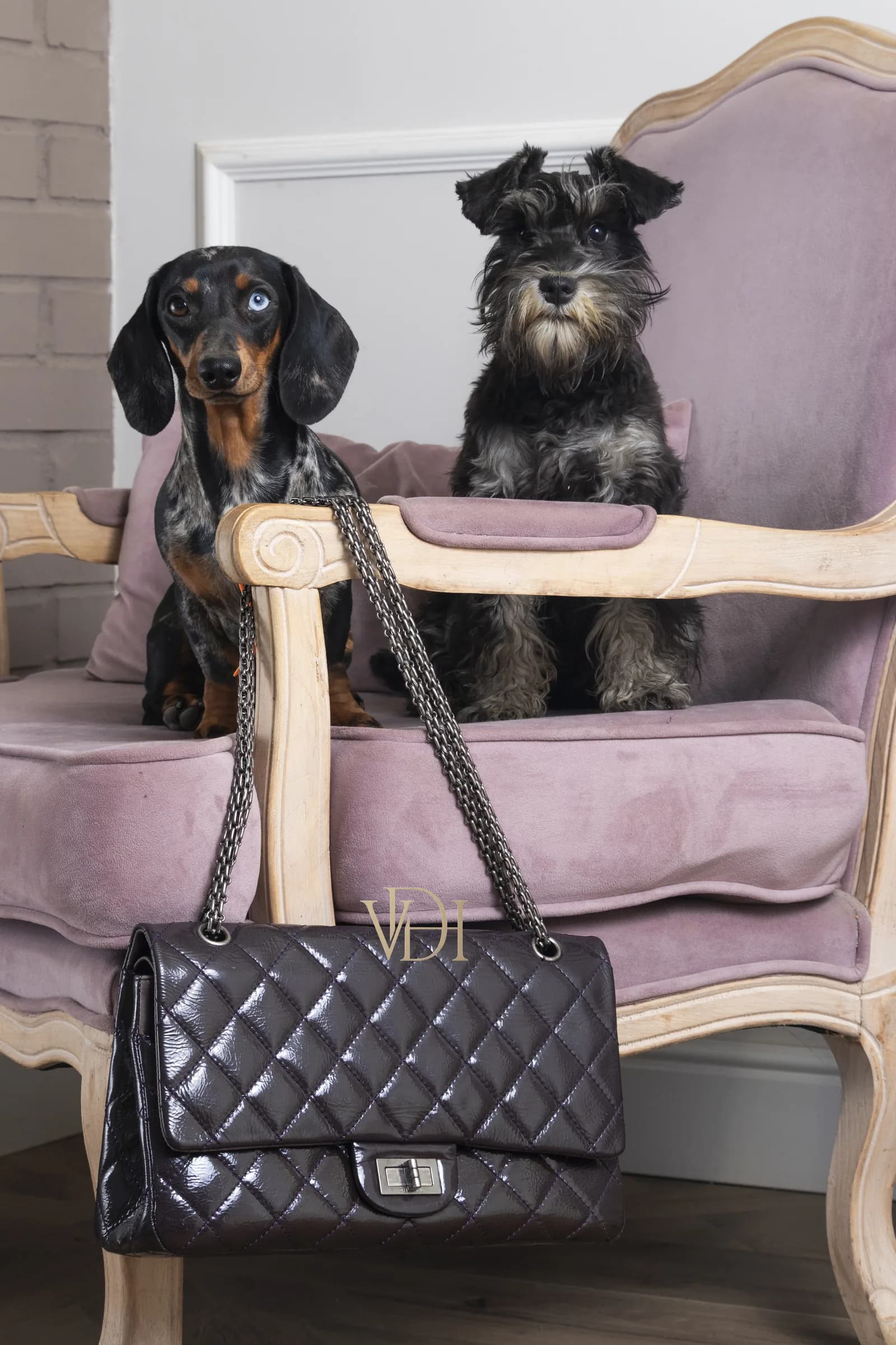 Chanel 2.55 patent su sedia francese in velluto, un bassotto e uno schnauzer