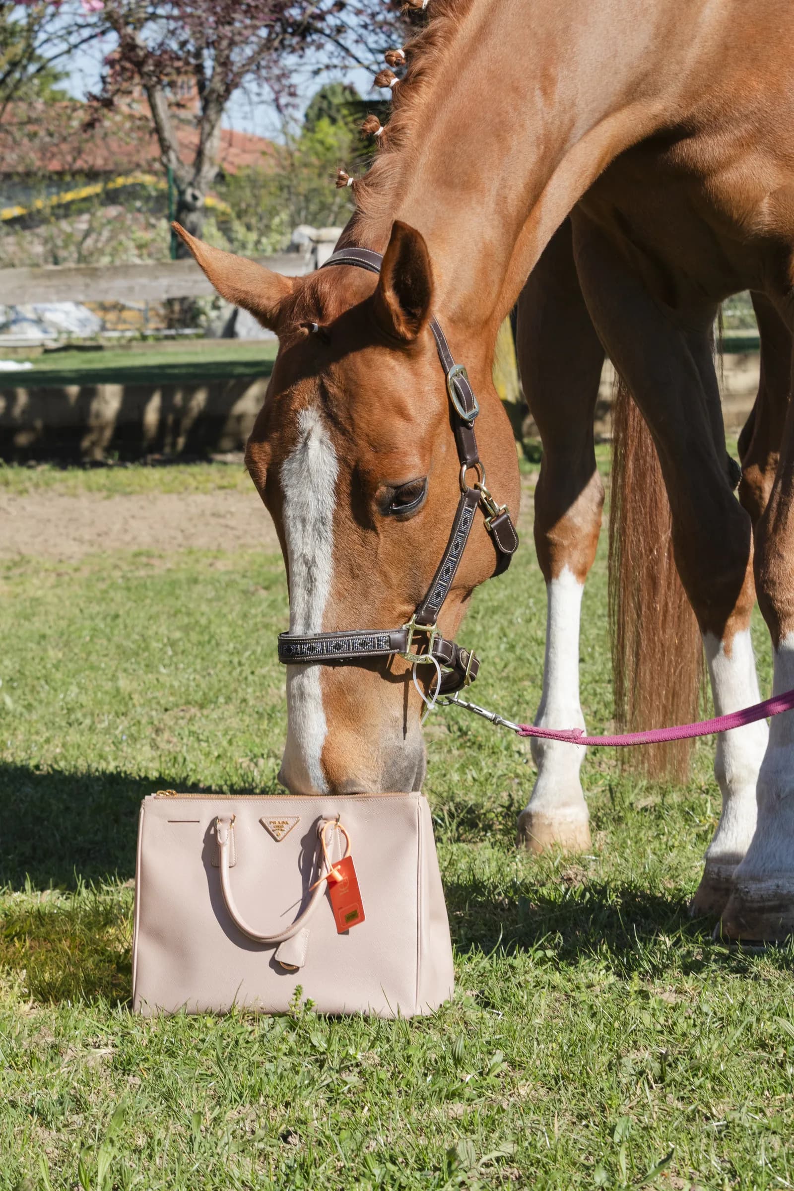 Prada Galleria beige, il cavallo si avvicina alla pelle